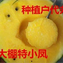 今日苏瓜价格行情,今日市场动态一览