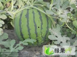今日苏瓜价格行情,今日市场动态一览