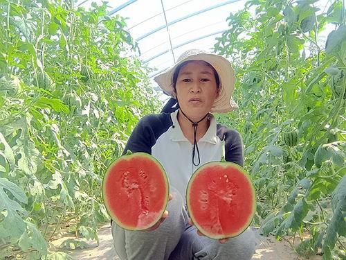 中牟今日小吊瓜价格行情,价格波动与市场动态一览
