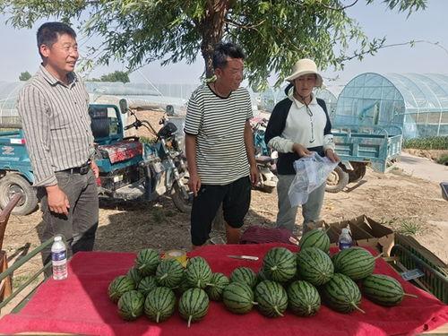 中牟今日小吊瓜价格行情,价格波动与市场动态一览