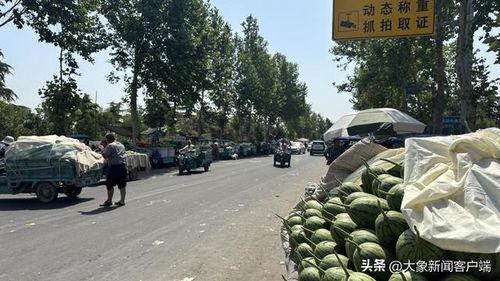 中牟今日小吊瓜价格行情,价格波动与市场动态一览