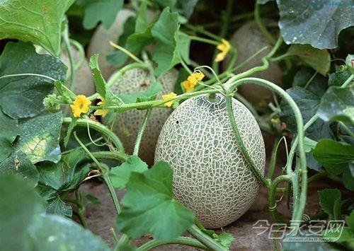 池河镇今日哈密瓜价格,新鲜上市，品质保证，价格实惠”