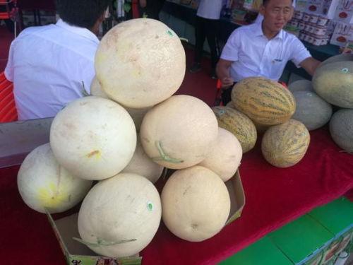 瓜州今日蜜瓜价格,价格行情一览